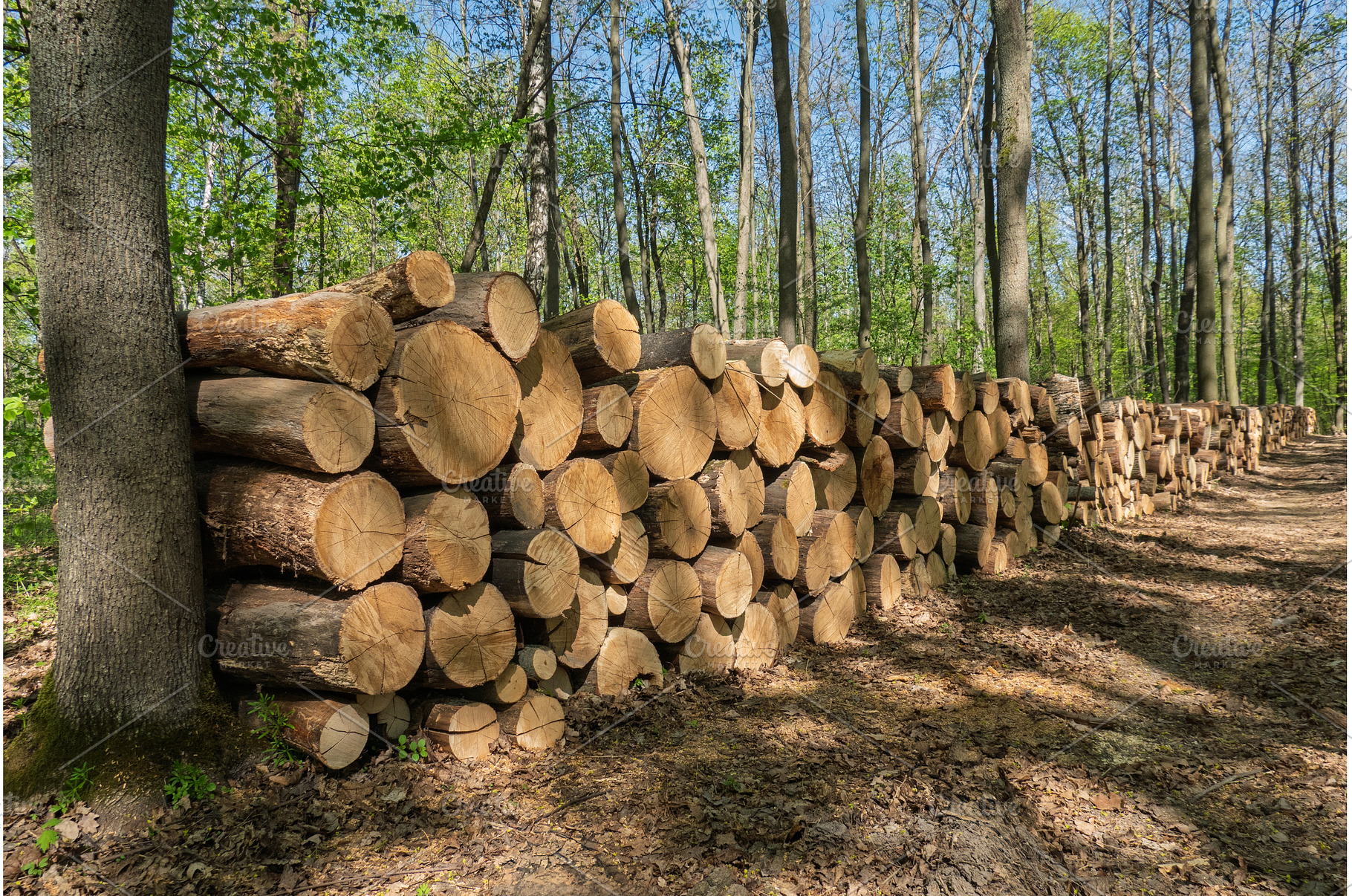 Stacked logs in sunlit forest during, a Background Photo by Yaroslav Danylchenko