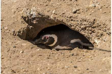 Magellanic penguin lays in nest in, an Animal Photo by Backyard Stock