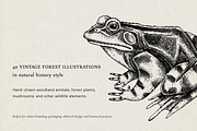 Vintage Forest Illustrations Set, an Object Graphic by Yevheniia (Thumbnail 2 of 7)