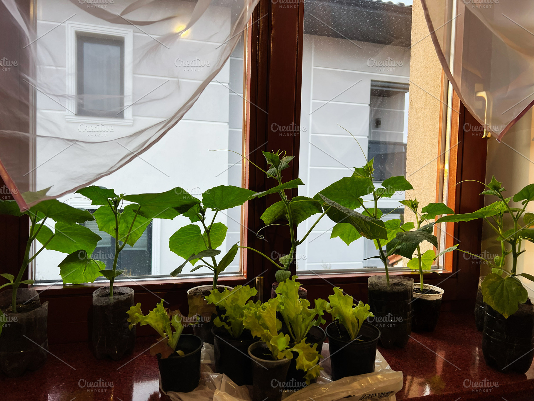 Indoor vegetable seedlings growing in pots on a windowsill with natural light, a Photo by AS photostudio