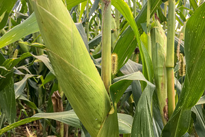Corn cobs, a Nature Photo by KYNA STUDIO