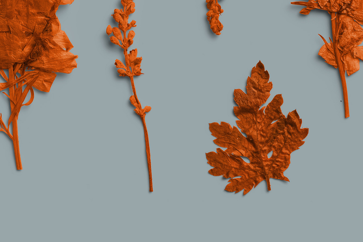 Terracotta Pressed Botanical PNG, an Object Graphic by Custom Scene
