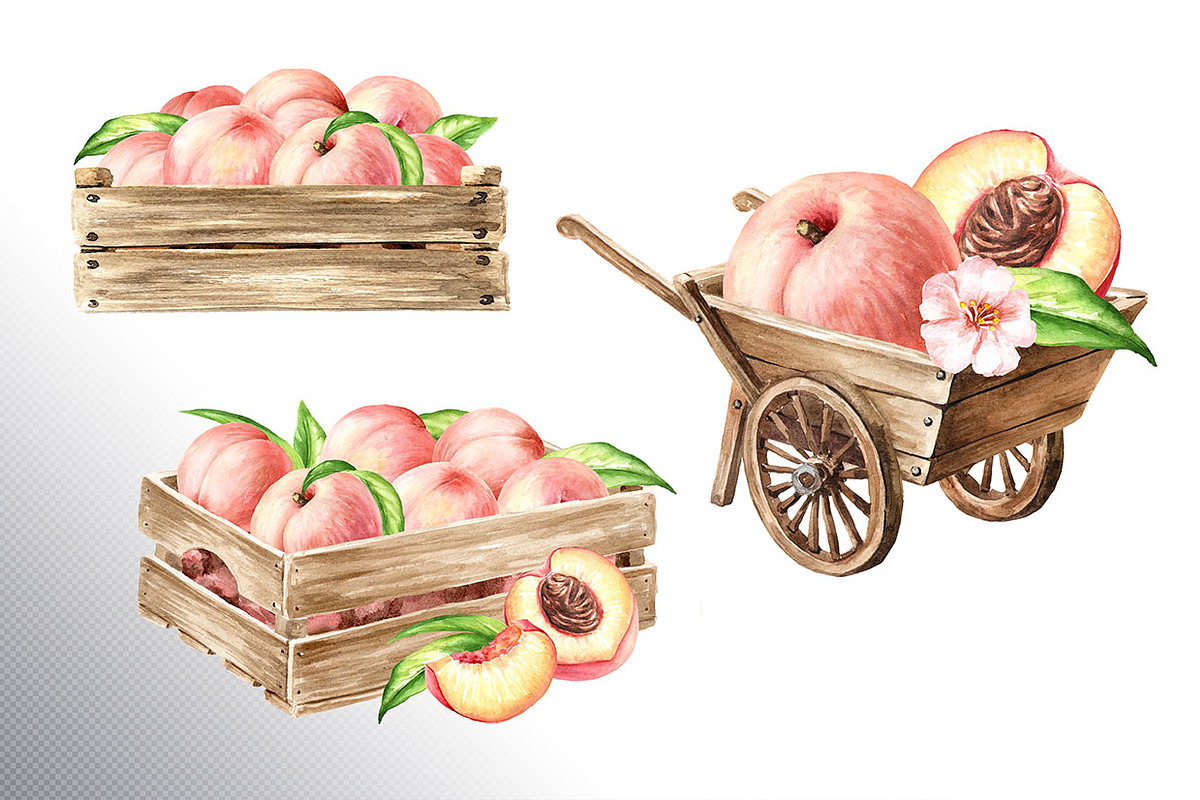 Ripe Peaches. Watercolor set, a Food Illustration by Daria Ustiugova (Photo 13 of 23)