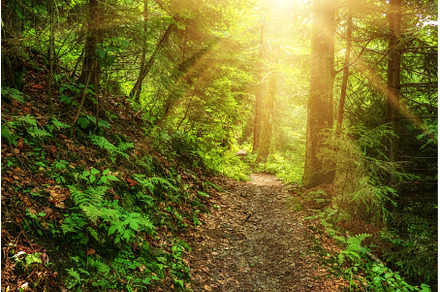Summer green forest, a Nature Photo by Nature and travel