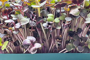 Microgreen red radish sprouts backgr, a Photo by ArtBackground
