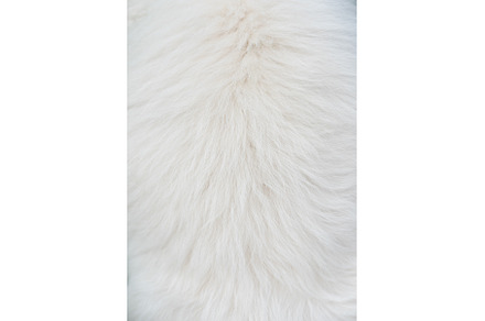 White long hair fur for background, an Abstract Photo by COLORFUL