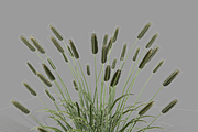 Shrub 2, an Environmental 3D Model by AndrewWhite (Thumbnail 14 of 14)