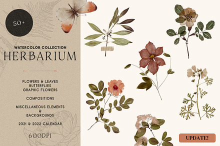 Herbarium: Pressed Dry Flowers vol.1