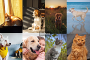 10 Pets Lightroom Presets for Mobile, a Preset Add-On by RamsaGraphi (Thumbnail 2 of 10)