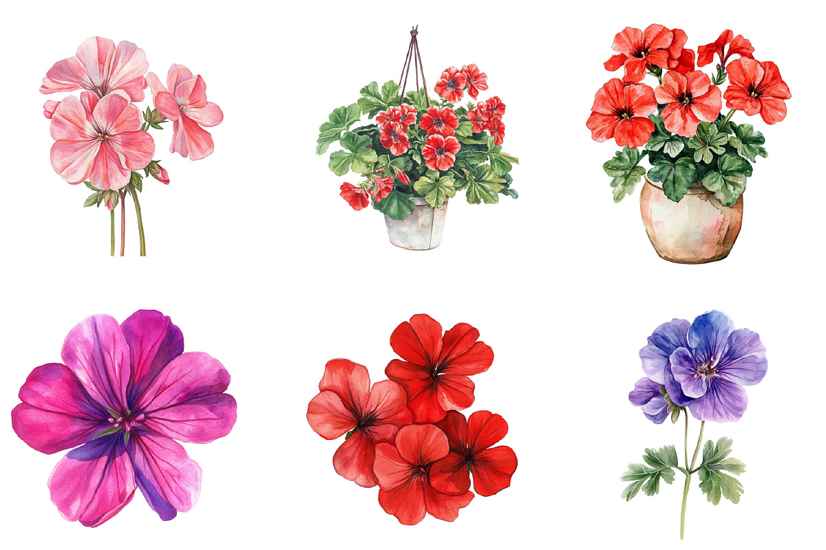 Geranium Flower Watercolor Clipart, an Illustration by SinaCreation (Photo 3 of 5)