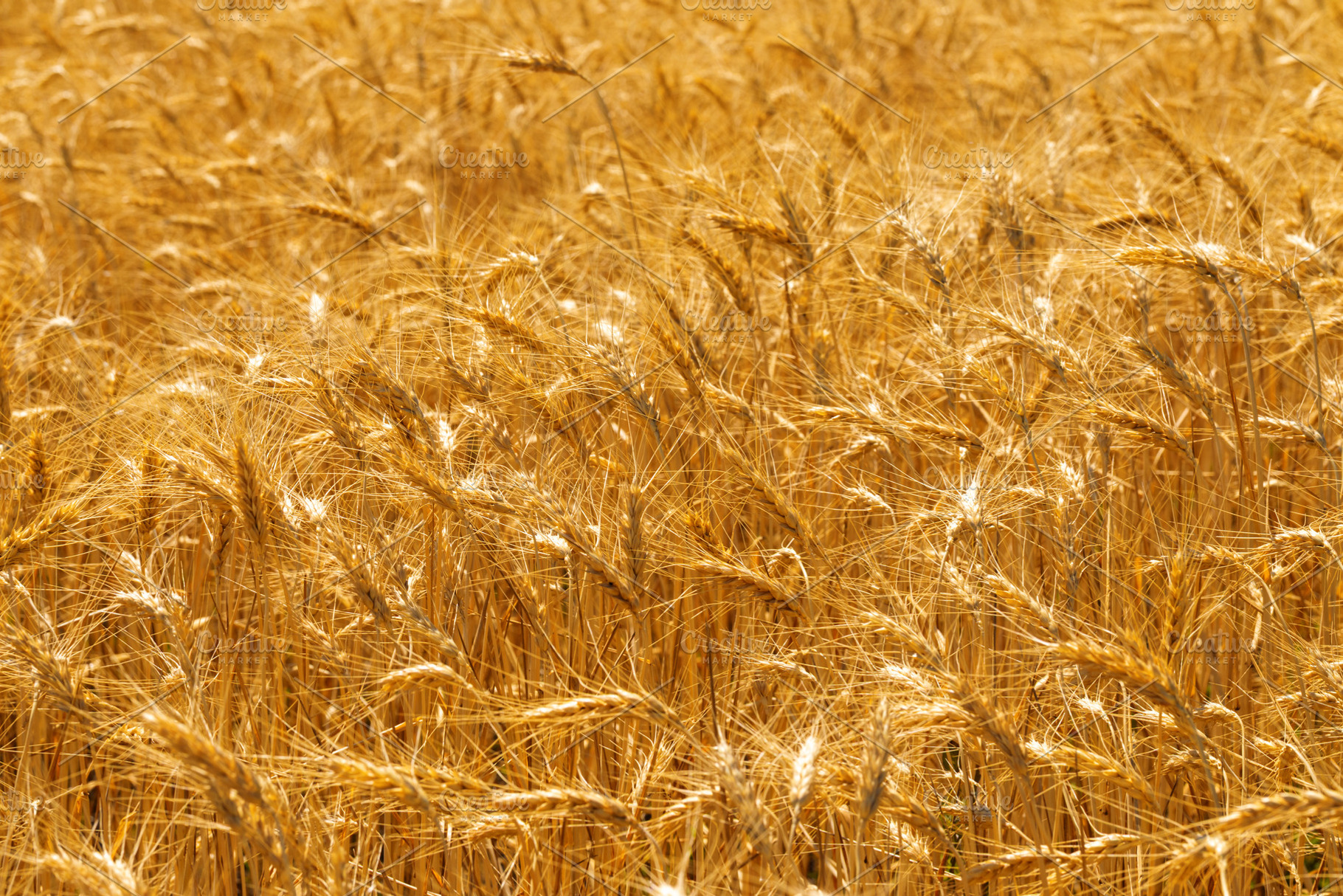 Detailed view of a golden wheat field with ripe ears swaying in, a Nature Photo by Ales Munt