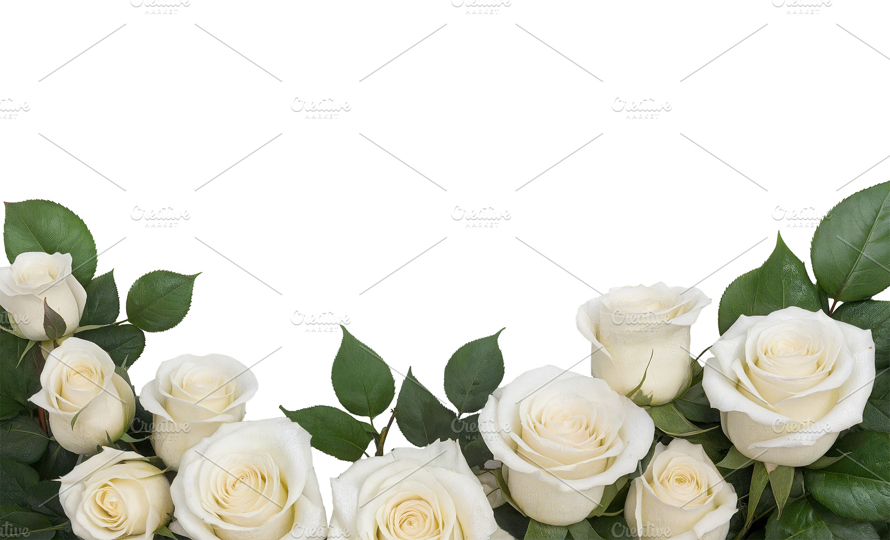 rose flowers transparent background, a Nature Photo by itakdalee