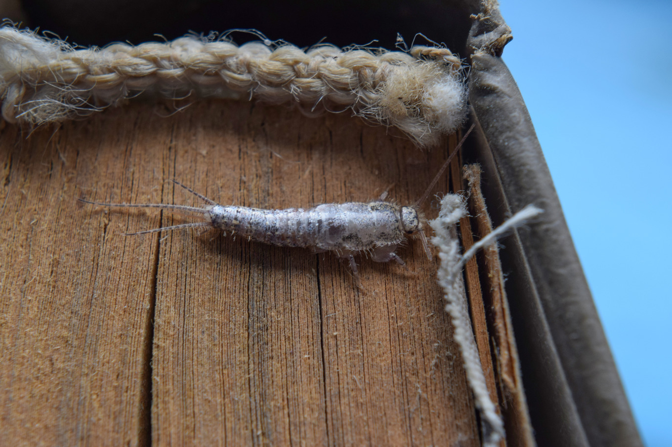 Insect feeding on paper silverfish featuring silverfish, bookworm, and ...