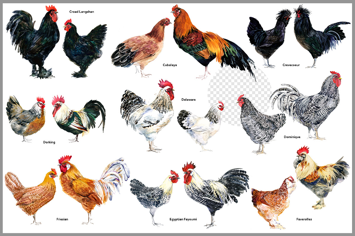 Watercolor Chicken Breeds Clipart, an Animal Illustration by FineArt (Photo 6 of 11)