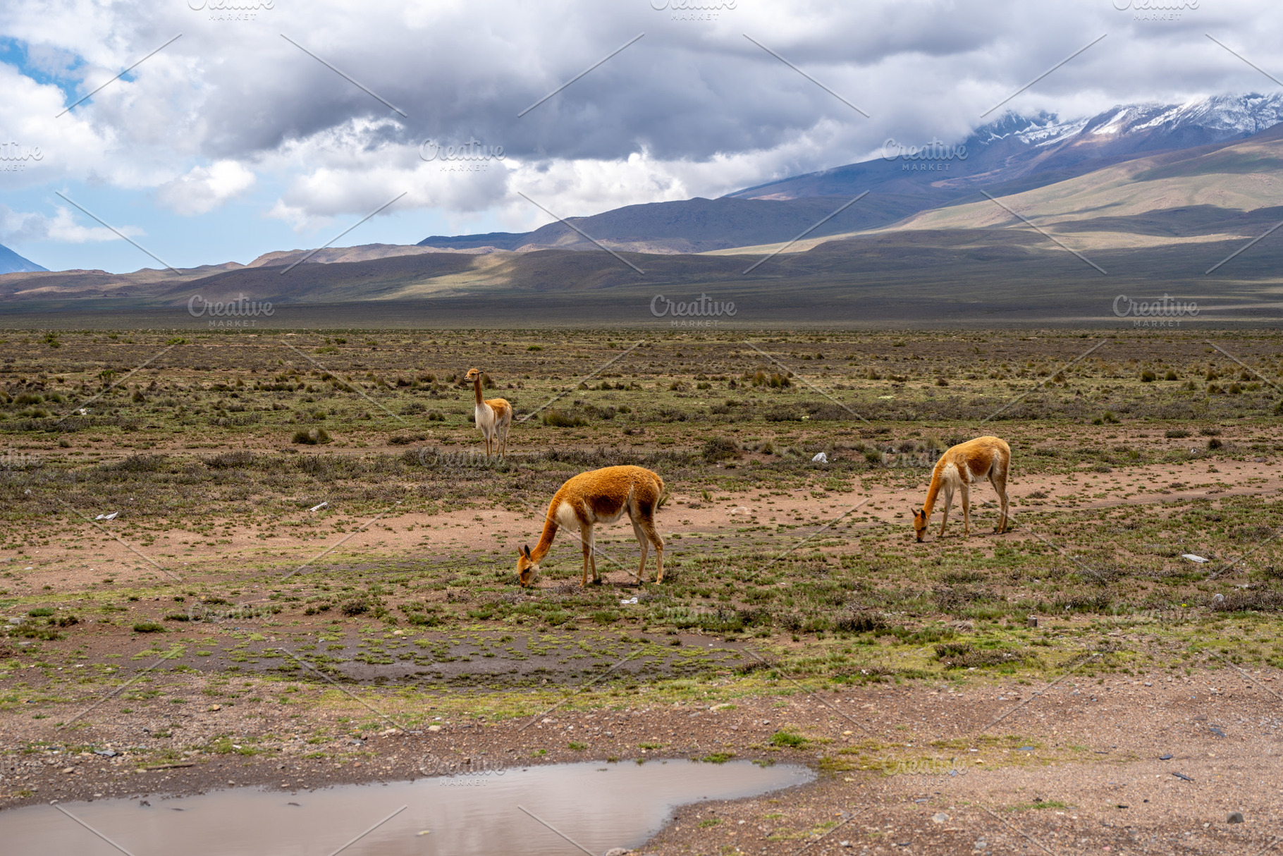 Vicunas Grazing in the Plains of Peru's Majestic Mountains, a Nature Photo by GoodGoods