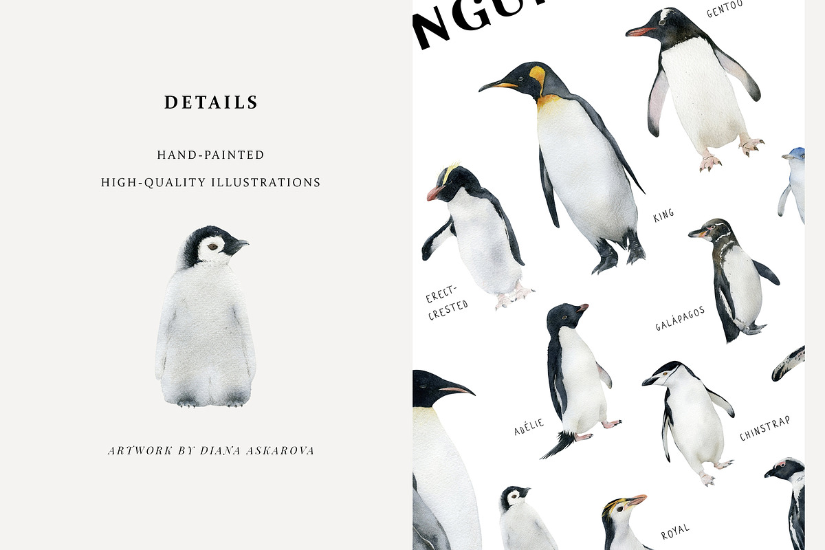 Watercolor penguins. Winter animals, an Animal Illustration by Diana Askarova Art (Photo 5 of 6)