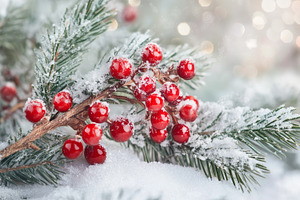 Christmas fir branches and holly, a Holiday Photo by MistyDay