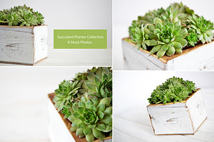 Succulent Planter Stock Photos