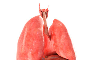 Lungs Animated