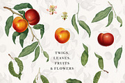 Vintage Peach Graphic Collection #01, a Decorative Illustration by Olga Begak Art & Design (Thumbnail 2 of 9)