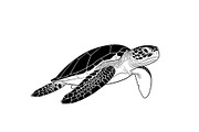 50 Sea Turtle Vector Silhouette Bund, an Illustration by jahid234 (Thumbnail 24 of 51)