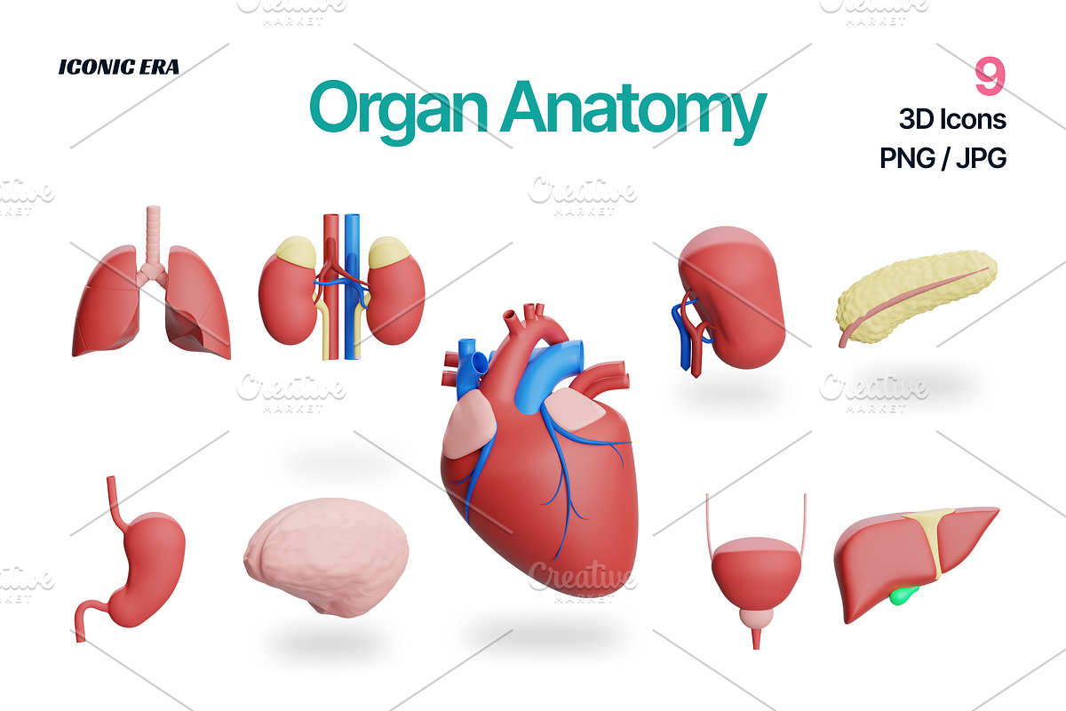 Organ Anatomy 3D Clay Medical Icons, an Object 3D Model by Iconic Era (Photo 1 of 4)