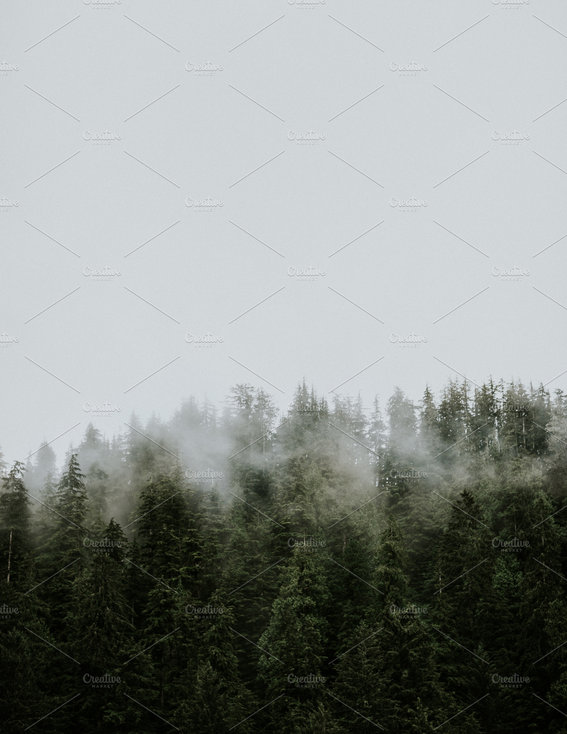 Foggy Evergreen Trees, a Nature Photo by westcoastlife