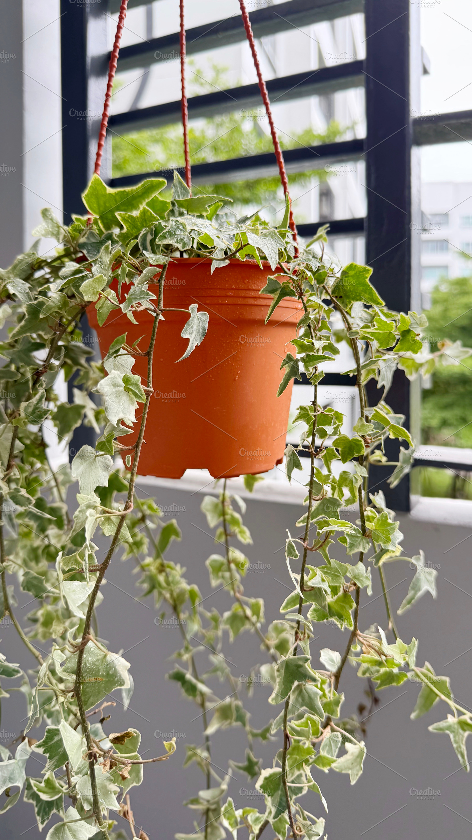 English ivy plant in flower pot, a Photo by ArtBackground