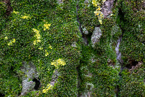 Bright green lichen and moss on sunlit tree bark, a Nature Photo by OSORIOartist