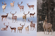 10 - Christmas Deer PNG Overlays, an Object Graphic by DareToDream (Thumbnail 4 of 4)