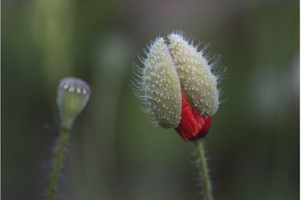 red poppies newborn flower and faded, a Nature Photo by Pakosta