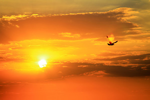 Beautiful sunset containing sunset, sunrise, and bird
