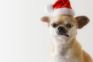 Close-up portrait of Chihuahua wearing Santa hat with isolated b, a Holiday Photo by Davizro's Market