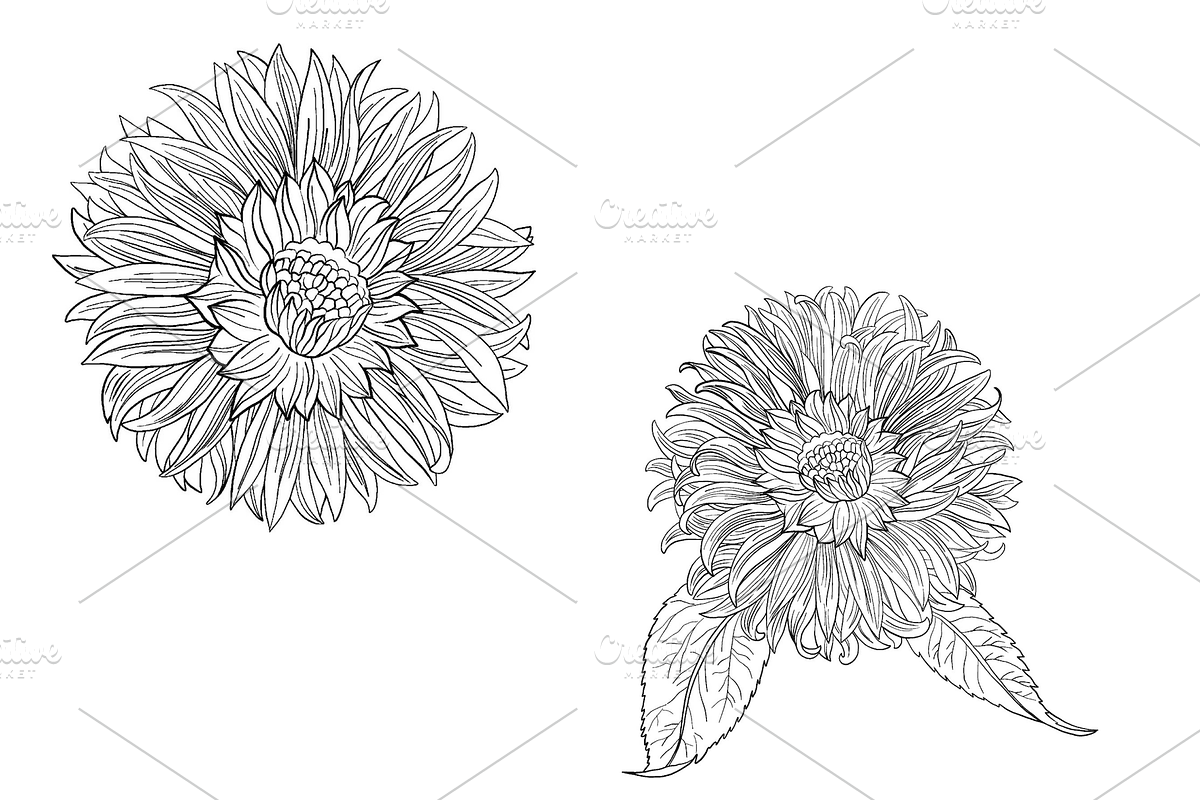 Sunflower Vine, an Object Graphic by VictoriaKStudio (Photo 4 of 5)