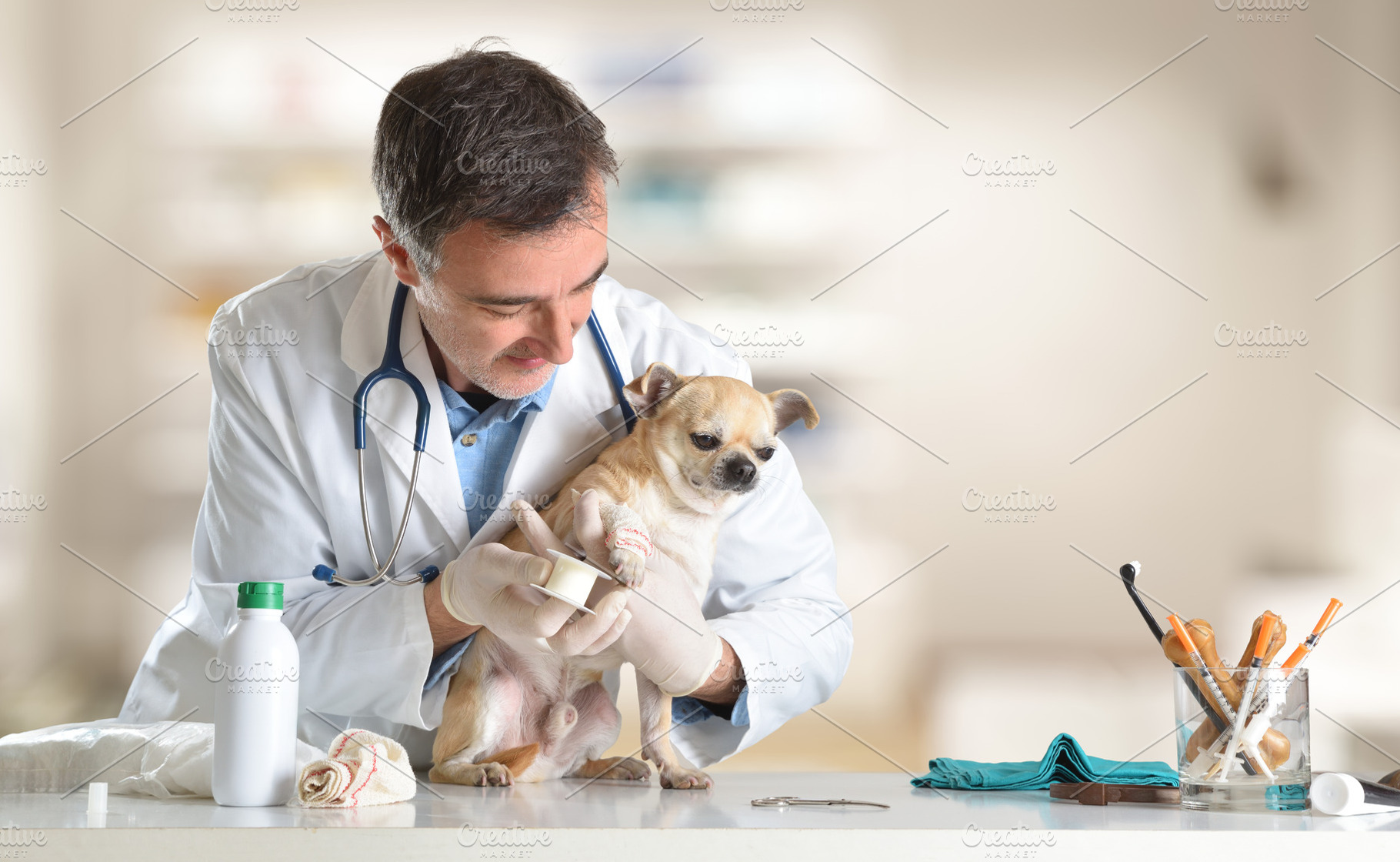 Vet treating Chihuahua with bandage in clinic, an Animal Photo by Davizro's Market