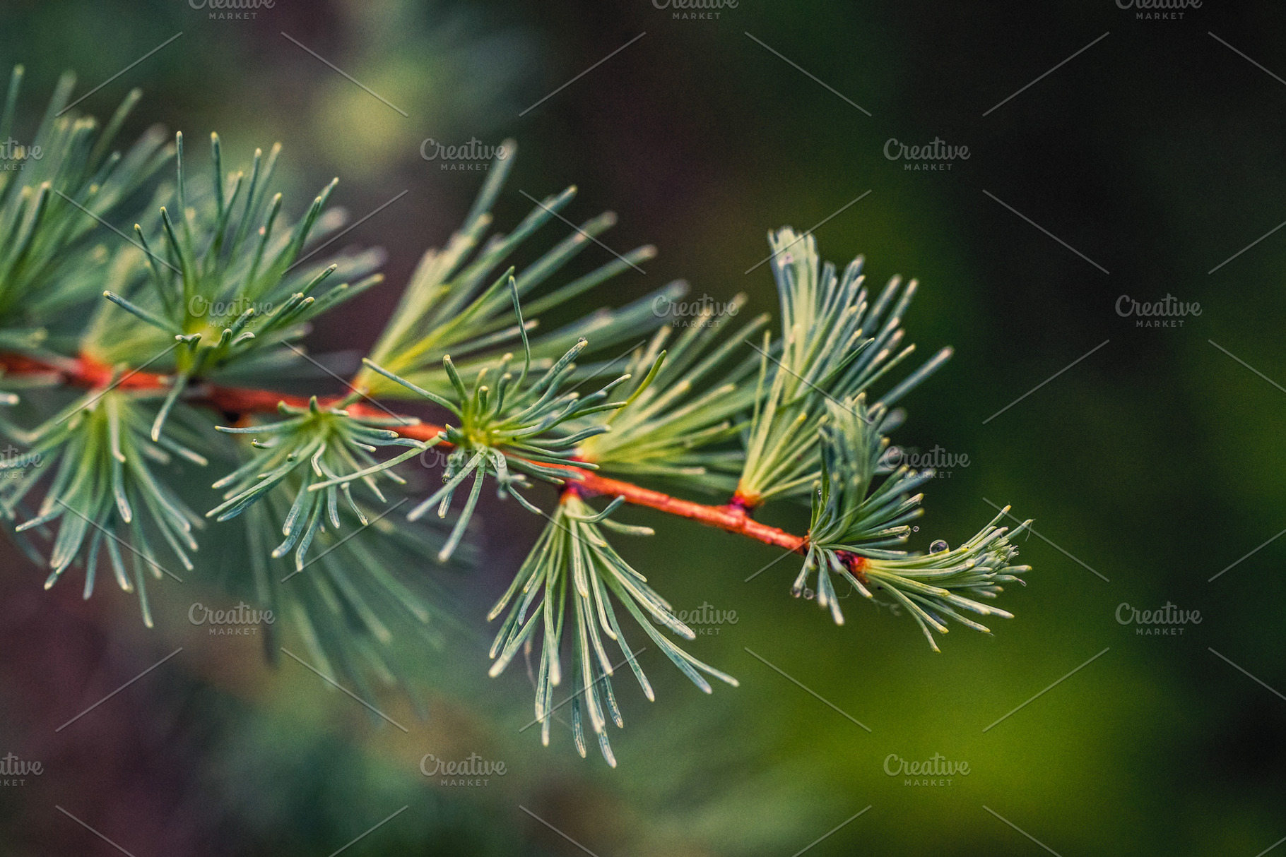 Tamarack Branch, a Nature Photo by ClubhouseArts