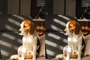 10 Pets Lightroom Presets for Mobile, a Preset Add-On by RamsaGraphi (Thumbnail 5 of 10)