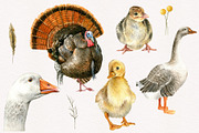 Farm birds.Watercolor set, an Animal Illustration by Nastilustra (Thumbnail 3 of 4)