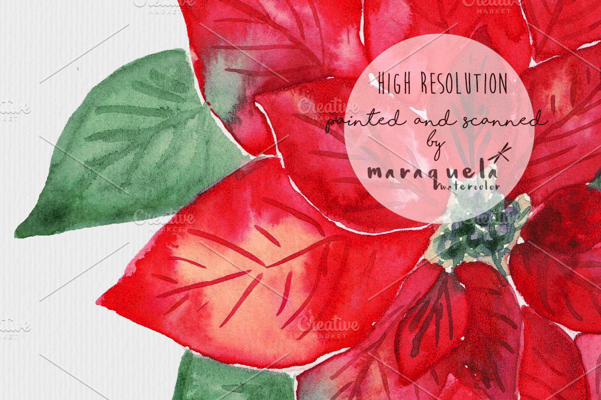 Poinsettias Flowers Christmas Set, a Decorative Illustration by MaraquelaStudio (Photo 4 of 4)