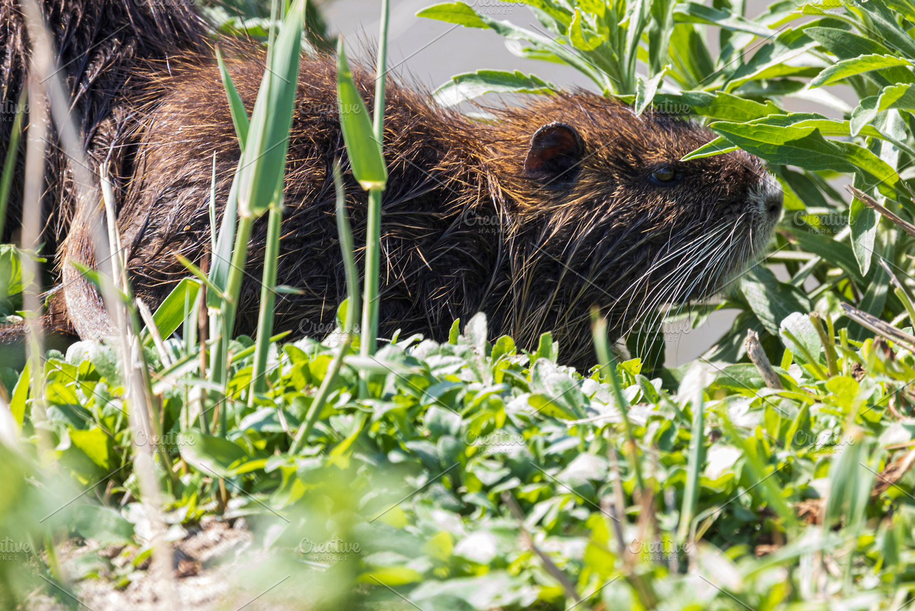 Wild nutria in green vegetation, an Animal Photo by Imaginarium
