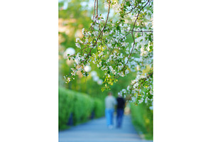 Delicate white flowers draped on, a Nature Photo by darksoul72