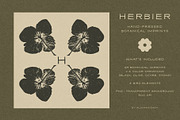 Hand-Pressed Botanical Imprints, an Object Graphic by alonahaidash (Thumbnail 6 of 13)