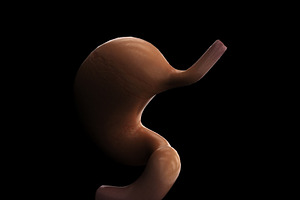 Human Stomach