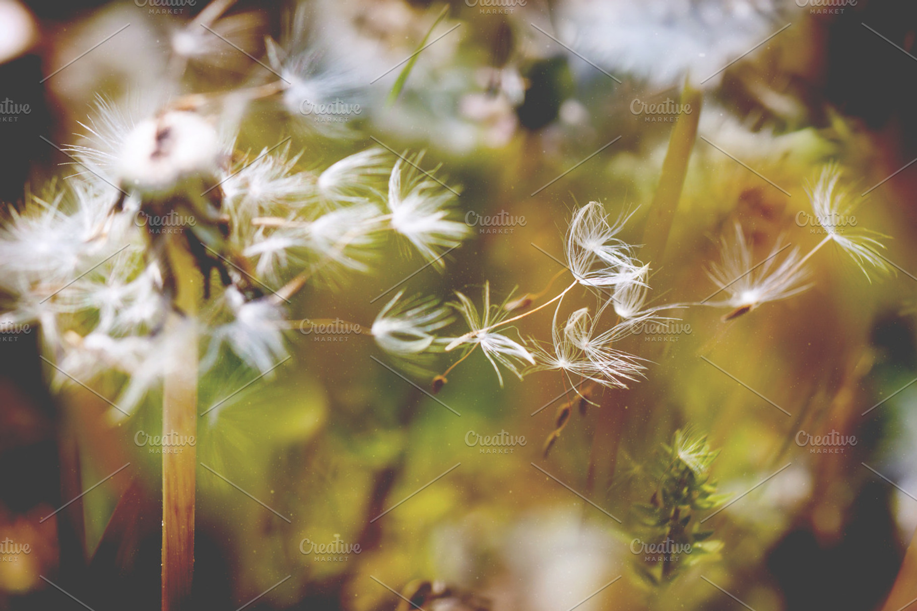 Dandelion Flowers