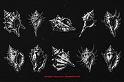 10 Bundle Dark Art Sea Shell Ocean, an Illustration by Morspective (Thumbnail 6 of 7)
