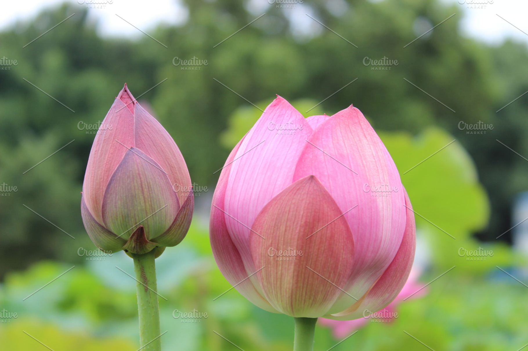 Pink Lotus Flower Buds, a Nature Photo by Corner Croft Mockups