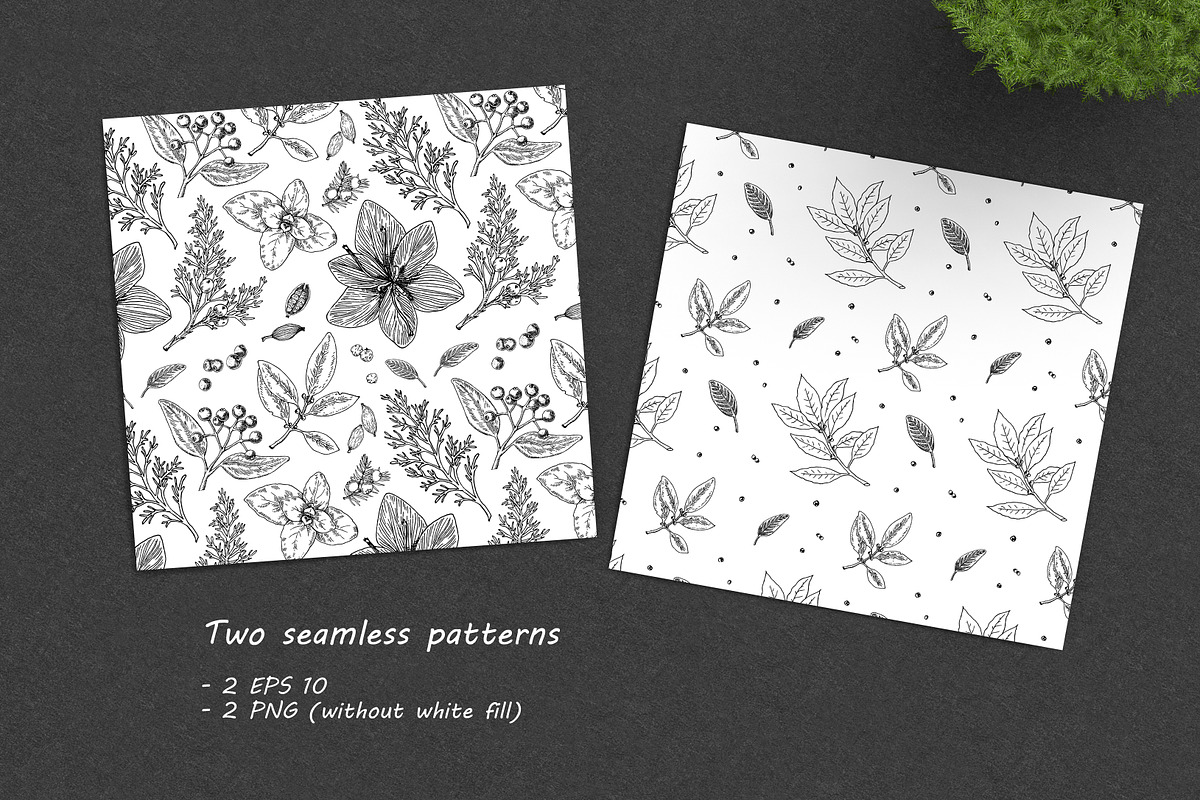 Spice Plants Collection, an Illustration by Evgeniia Lanskikh (Photo 9 of 11)