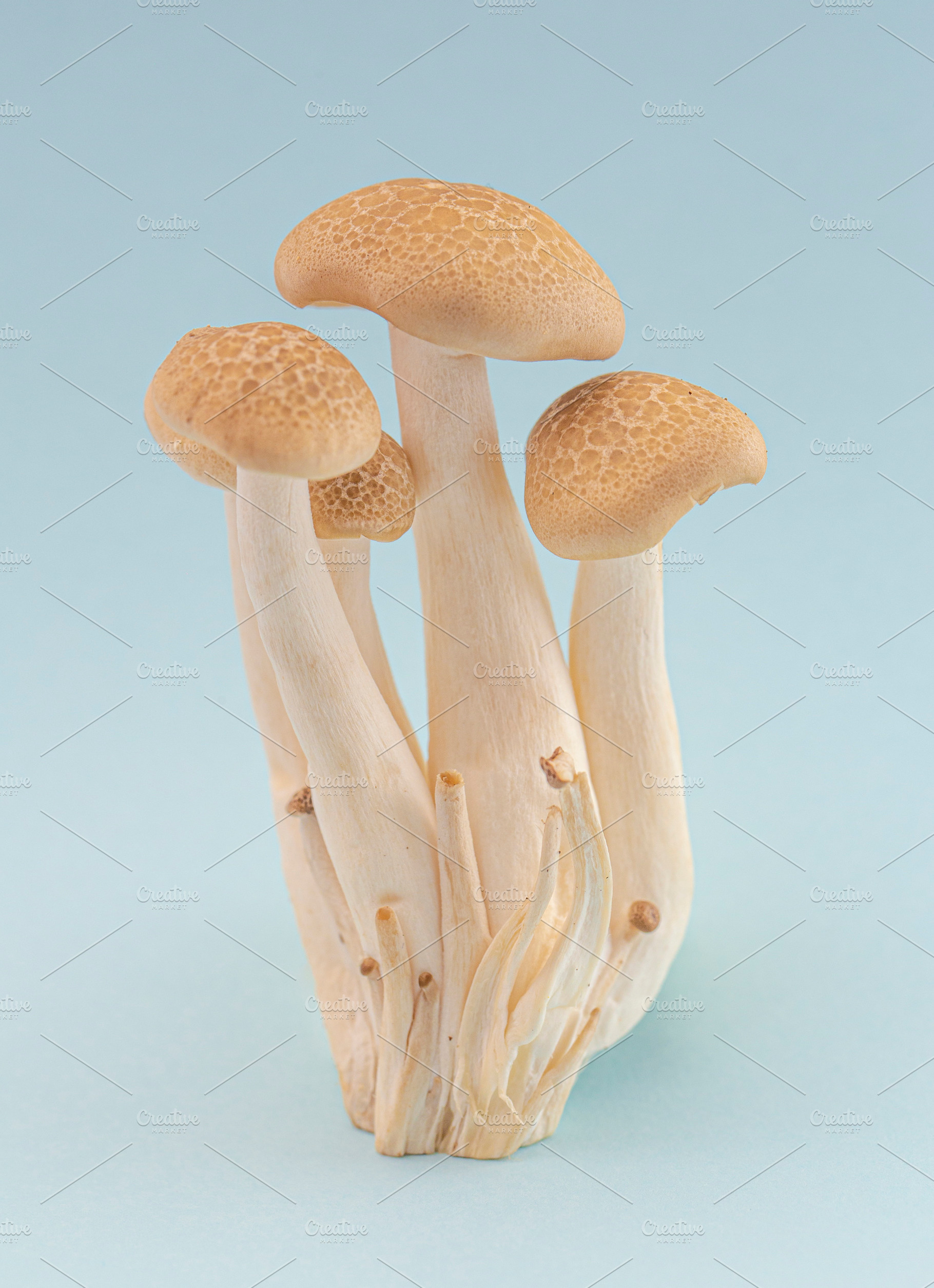Mushrooms on a Blue Background, a Food & Drink Photo by P Maxwell Photography
