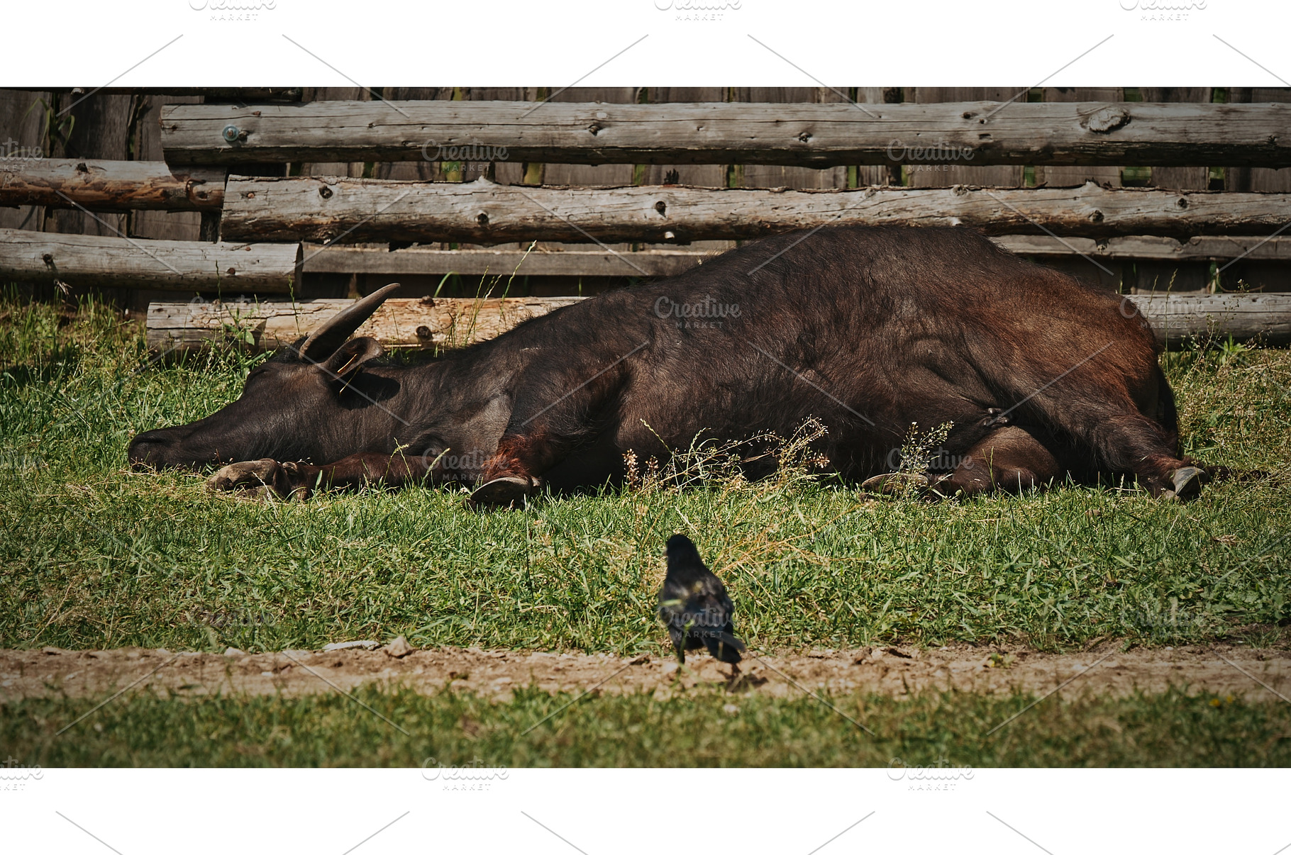 Resting black buffalo lying on grass, an Animal Photo by Our Amazing World