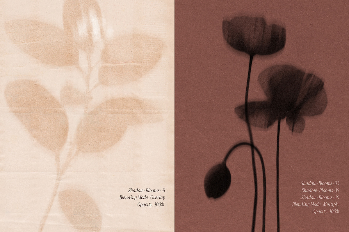 Shadow Blooms, an Object Graphic by Dina Mae (Photo 3 of 10)